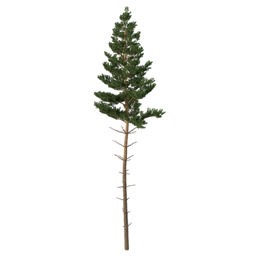松树柏树乔木植物 ID：V01300088