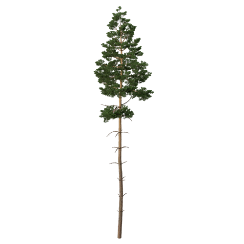 松树柏树乔木植物 ID：V01300089