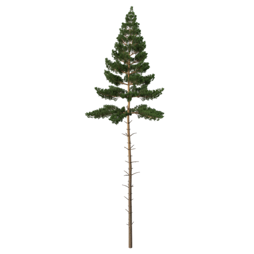 松树柏树乔木植物 ID：V01300090
