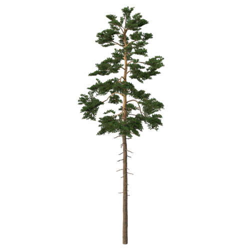 松树柏树乔木植物 ID：V01300093