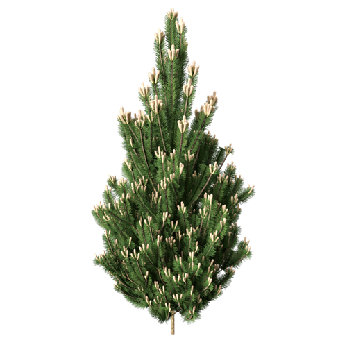 松树柏树乔木植物 ID：V01300107