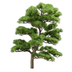 造型松树柏树乔木植物 ID：V01300110