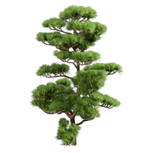 造型松树柏树乔木植物 ID：V01300111