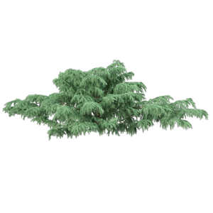 松树柏树乔木植物 ID：V01300112