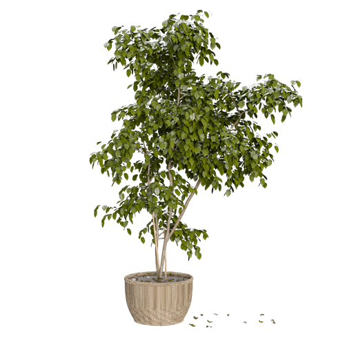 侘寂风植物装饰花瓶侘寂风盆栽 ID：E02201939