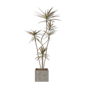 植物盆栽植物装饰现代植物花瓶 ID：E02203022