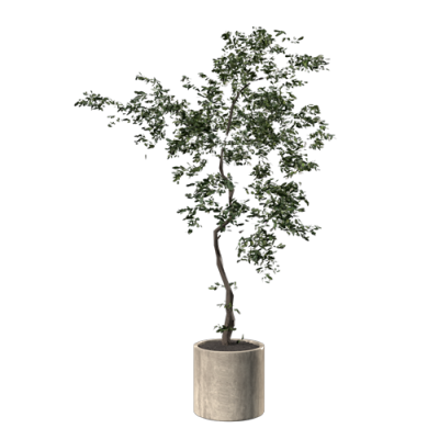 植物盆栽植物装饰现代植物花瓶 ID：E02203088