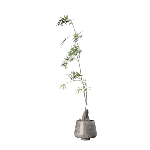 绿植盆栽绿植摆件 ID：E02203160