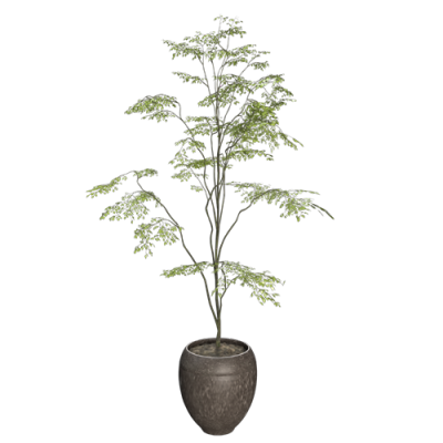 植物 ID：E02203361