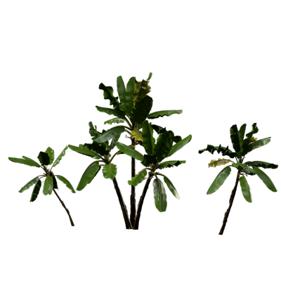 植物芭蕉树ID：E099S0026